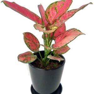 Live Plant - Aglaonema Red