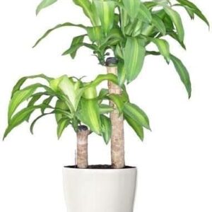Live Plant - Dracaena Fragrans Plant 60cm