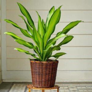 Live Plant - Dracaena Lindenii (Golden Heart)
