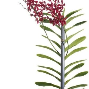 Aranthera Red Orchid Plant