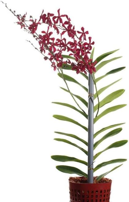 Aranthera Red Orchid Plant