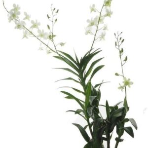 Live Plant - Dendrobium White Orchid Plant